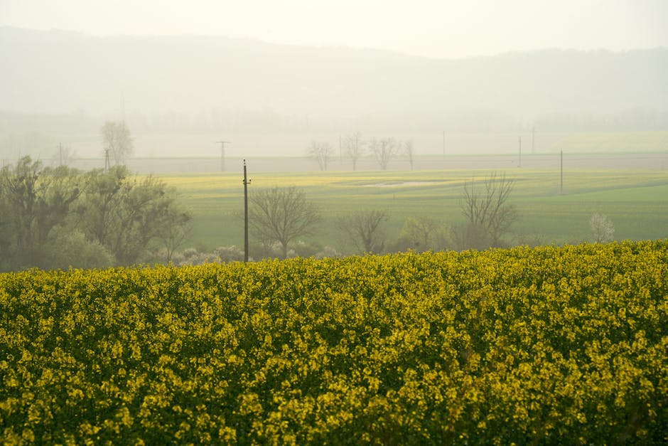 香薰精油的使用與功效詳解