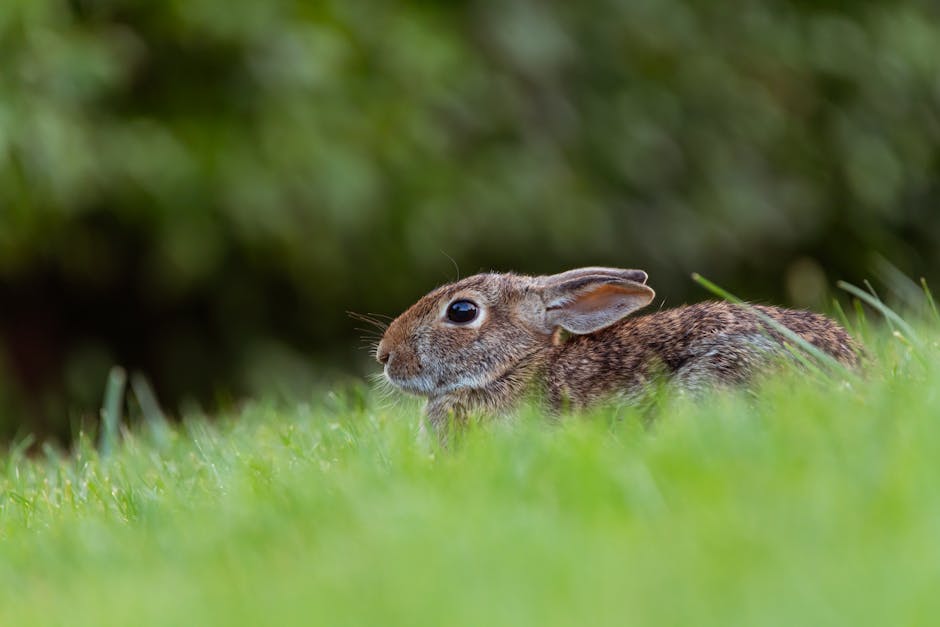 兔絕育：守護萌兔健康的嚴肅任務