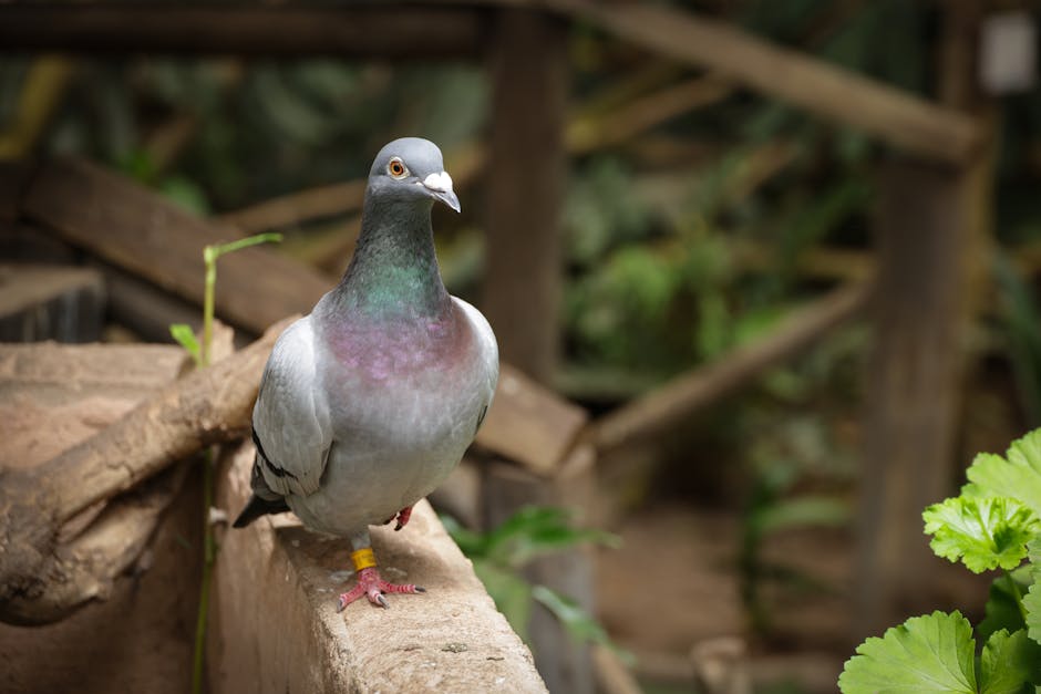 去眼袋的實用分析與行動指南