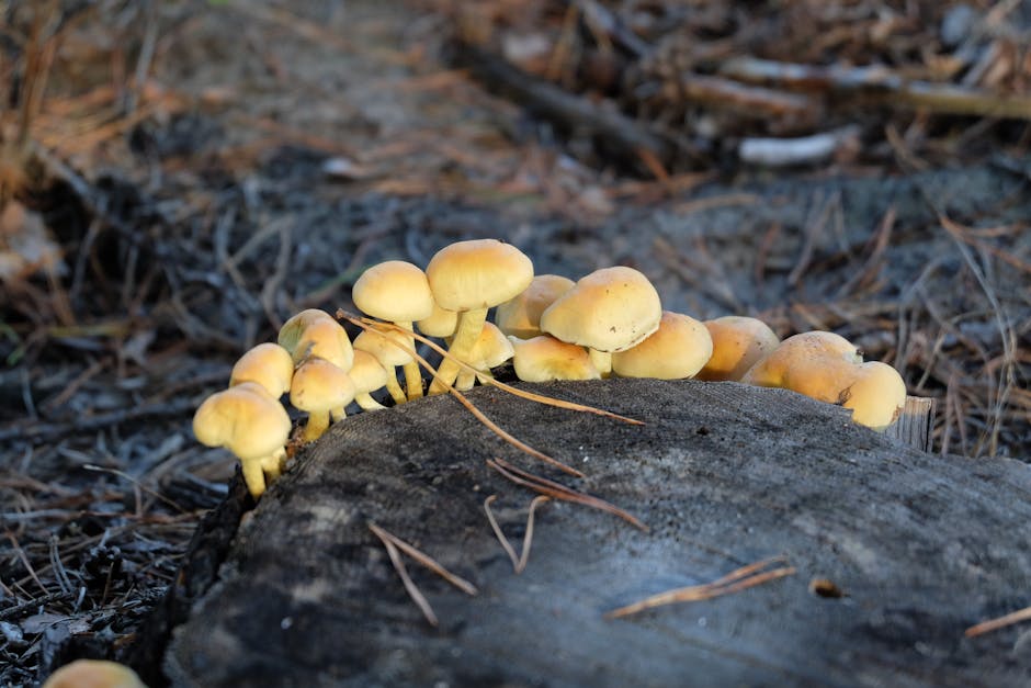 轉按回贈：助您輕鬆應對財務變動的智慧選擇